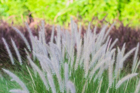 Field of Wild Wheat Grass white flower on nature backgroundの写真素材