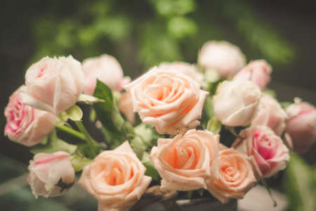 Rose blooming in summer garden. Pink roses flowers growing outdoorsの写真素材
