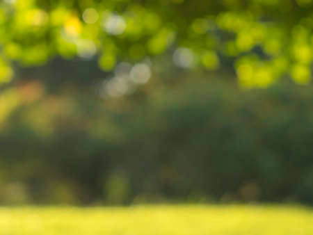 abstract blur image of green grass field foliage tree background in sunny summer backgroundの写真素材