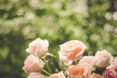 Rose blooming in summer garden. Pink roses flowers growing outdoorsの写真素材