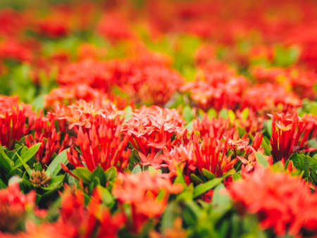 Ixora red beautiful flower. abstract love or valentine holiday event backgroundの写真素材