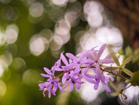 Closeup of flowers on a Blossom Purple Sage, Texas Ranger, Silverleaf or Ash plant  Leucophyllum frutescens, an evergreen shrub native to the state of Texas in the southwestern United States and northern Mexicoの写真素材