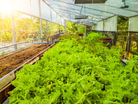 Hydroponic greenhouse Lettuce agriculture farm. rows of young  plants growingの写真素材