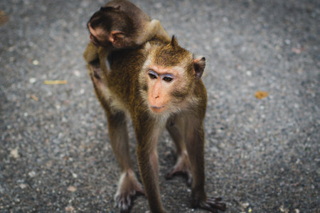 Mom Monkey carry her baby on her back cross the streetの写真素材