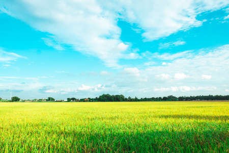 Green rice field. Environment Nature Plant Spring Summer.  Rural sceneの写真素材