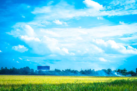 Green rice field. Environment Nature Plant Spring Summer.  Rural sceneの写真素材