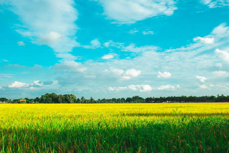 Green rice field. Environment Nature Plant Spring Summer.  Rural sceneの写真素材