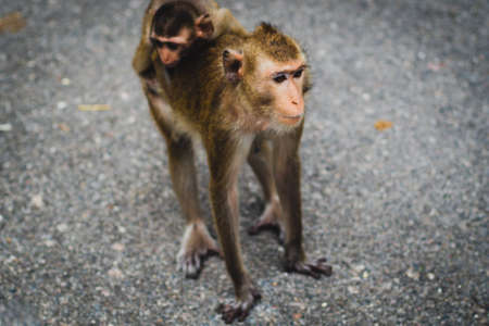 Mom Monkey carry her baby on her back cross the streetの写真素材