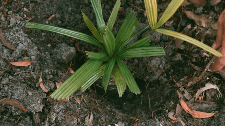 Hydroponic greenhouse Lettuce agriculture farm. rows of young  plants growingの写真素材