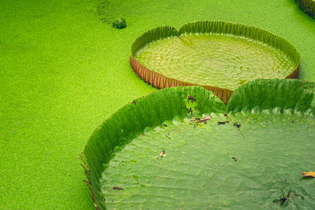 Close up nature details of Giant Amazon water lily Victoria amazonicaの写真素材