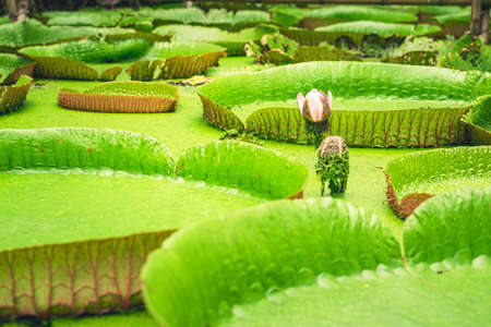 Close up nature details of Giant Amazon water lily Victoria amazonicaの写真素材