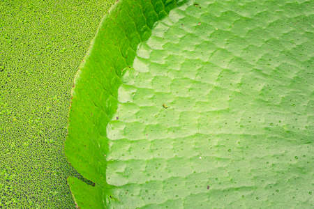 Close up nature details of Giant Amazon water lily Victoria amazonicaの写真素材