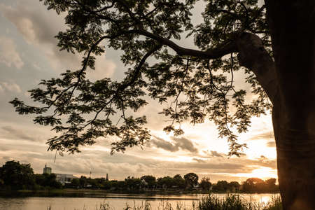 tree silhouette at sunset next nature river lake nature backgroundの写真素材