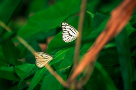 Butterflies insect flying around the salt in nature environment forest. Animal wildlife nature background.の写真素材