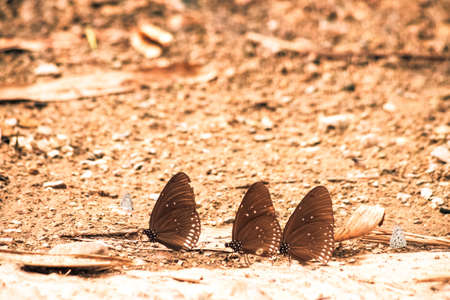 Butterflies insect flying around the salt in nature environment forest. Animal wildlife nature background.の写真素材