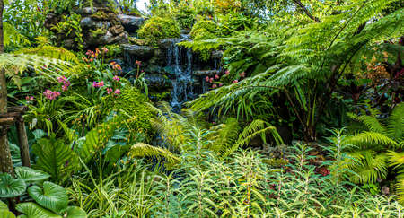 waterfall with Green nature of Fern and trees in tropical garden nature background environment.の写真素材