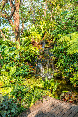 waterfall with Green nature of Fern and trees in tropical garden nature background environment.の写真素材