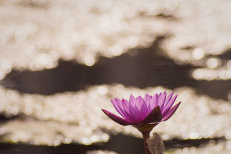 Purple Lotus Flower Yellow Pollen  with the lotus green  leaves in the water , pond backgroundの写真素材