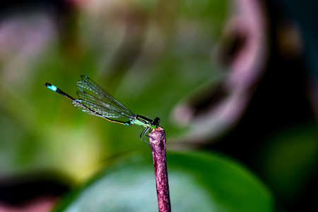 Dragonfly hold on dry branches and copy space. Dragonfly in the nature habitat wildlife. Beautiful nature scene with dragonfly outdoor.の写真素材