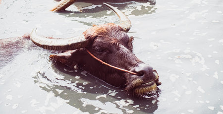 The Asian Wild Water Buffalo or Bubalis arnee. a large bovine native to the Indian subcontinent and...
