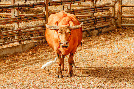 Domestic pet buffalo with white heron animal in agriculture  farmの写真素材