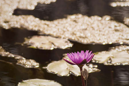 Purple Lotus Flower Yellow Pollen  with the lotus green  leaves in the water , pond backgroundの写真素材