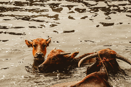 The Asian Wild Water Buffalo or Bubalis arnee. a large bovine native to the Indian subcontinent and Southeast Asia in waterの写真素材
