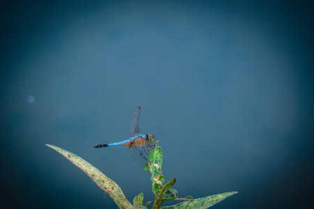 Blue Dragonfly hold on green leaf tree and copy space .Dragonfly in the nature. Dragonfly in the nature habitat. Beautiful nature scene with dragonfly outdoorの写真素材