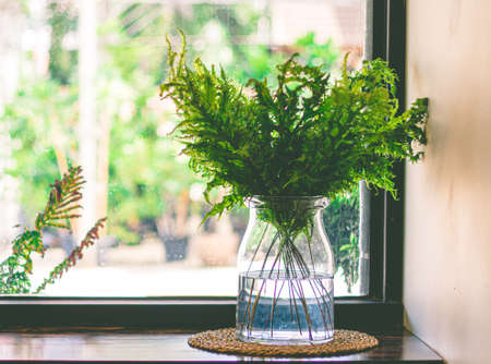 Green Fern Leaves In Glass Vase decorate next glass windowの写真素材
