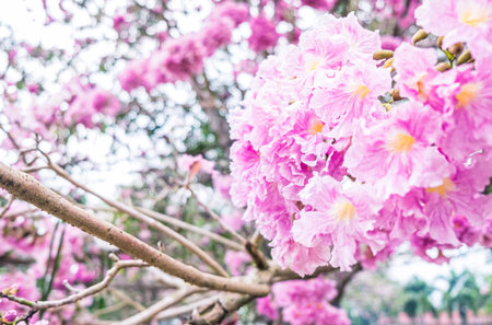 Pink Flowers Tabebuia Rosea Blossom .Tabebuia rosea trees in blossomの写真素材