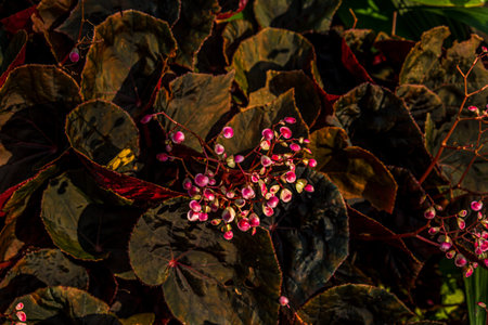 little pink flower nature forest and trees in garden decoration