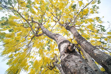 down to up view trees in spring with yellow flowers.の写真素材