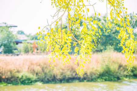 Yellow flowers in bloom. Beautiful bouquet with tropical flowers and plants on white background....