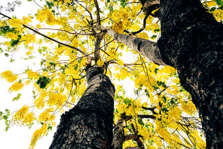 down to up view trees in spring with yellow flowers.の写真素材