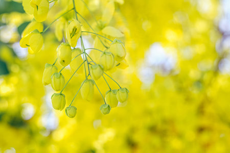 Yellow flowers in bloom. Beautiful bouquet with tropical flowers and plants on white background....