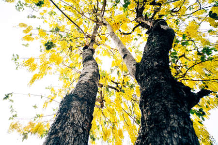 down to up view trees in spring with yellow flowers.の写真素材