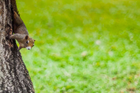 Cute action red squirrel  on the tree trunk in public park.の写真素材