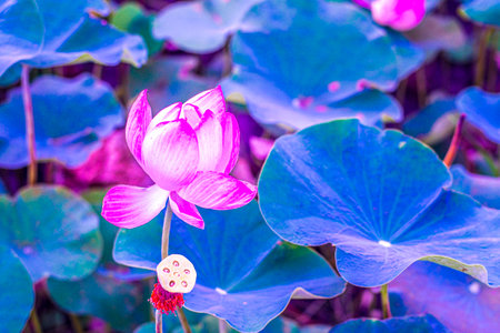 Pink lotus flower blooming in  pond with green leaves backgroundの写真素材