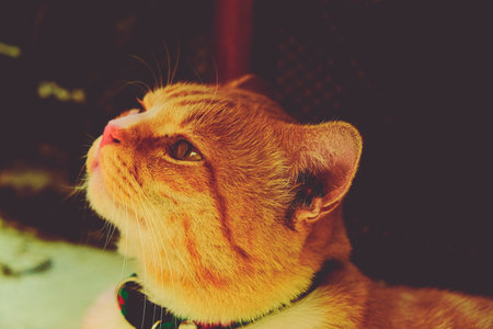 portrait cat of cute red ginger, adorable animal pet close up faceの写真素材