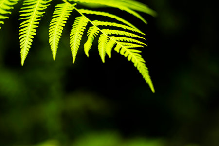 ferns leaves green foliage natural floral fern backgroundの写真素材