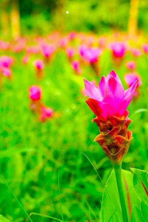 Colorful pink flower Wild Siam tulips blooming nature backgroundの写真素材