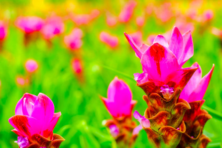 Colorful pink flower Wild Siam tulips blooming nature backgroundの写真素材