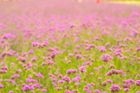 View of beautiful pink flower field spring season nature backgroundの写真素材