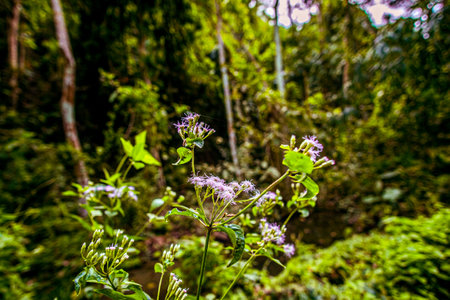 white flower in Forest scene green tree in deep woodland nature background.の写真素材