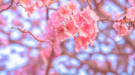 close-up beautiful pink bloosom flower . wedding  or valentine background. love concept .Soft blur focus. In sepia vintage pastel tonedの写真素材