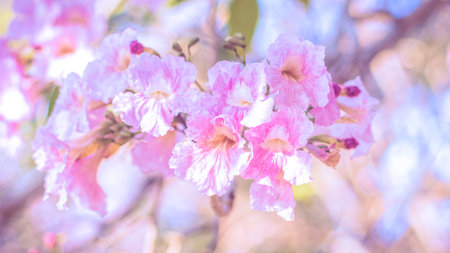 close-up beautiful pink bloosom flower . wedding  or valentine background. love concept .Soft blur focus. In sepia vintage pastel tonedの写真素材