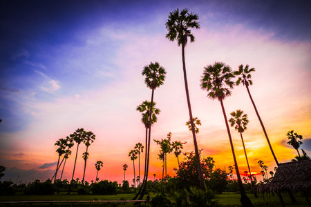palm tree with sunset tropical beach landscape South east asia.の写真素材