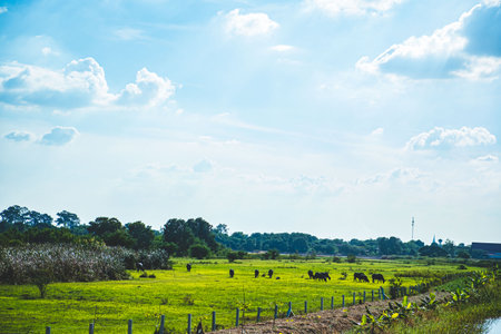 Asian Water Buffaloes  agriculture farmの写真素材