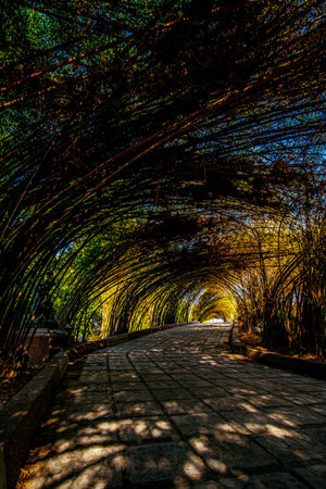 Bamboo tunnel and pavement walkway path in nature forest landscapeの写真素材