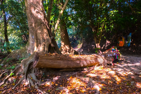 Vibrant, Green Forest With Lots Of Trees And Bushes And Fallen Log On The Groundの写真素材